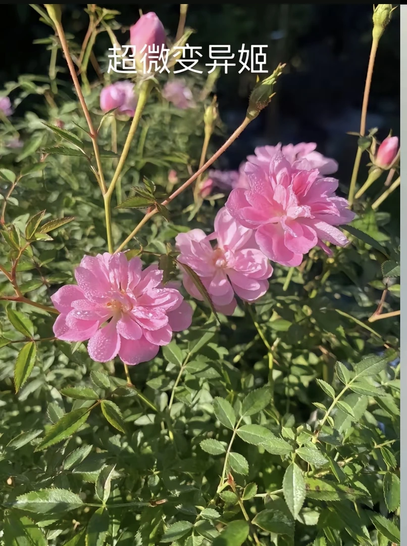 龙姬微月超微变异姬根接大苗勤花爆花多头花阳台盆栽花