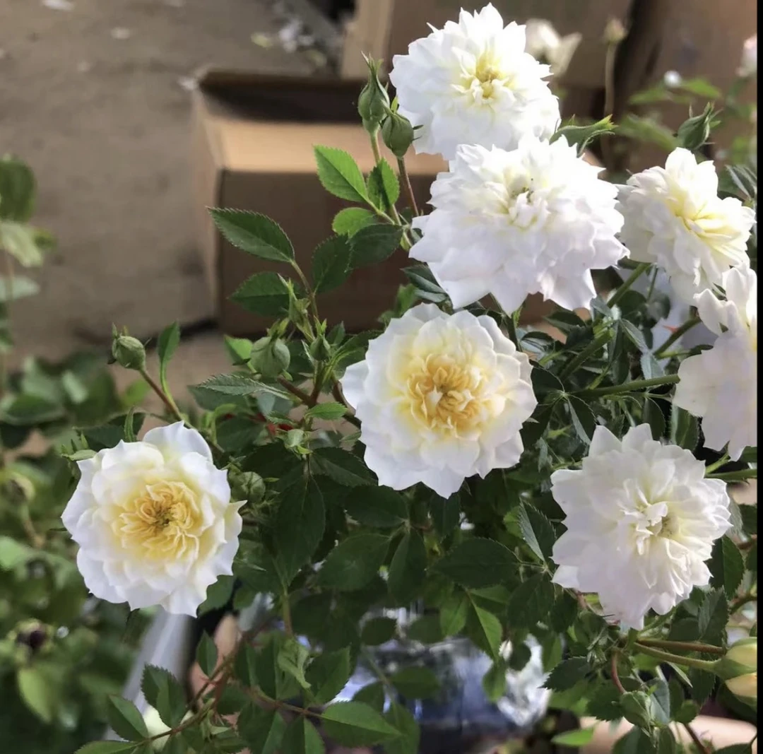 象牙黄月季 微型月季 超微月季 迷你月季