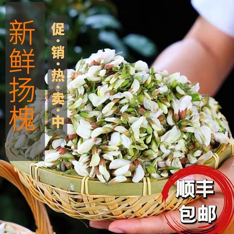 2024新鲜槐花现摘洋槐花杨花骨朵应季野菜食用鲜杨