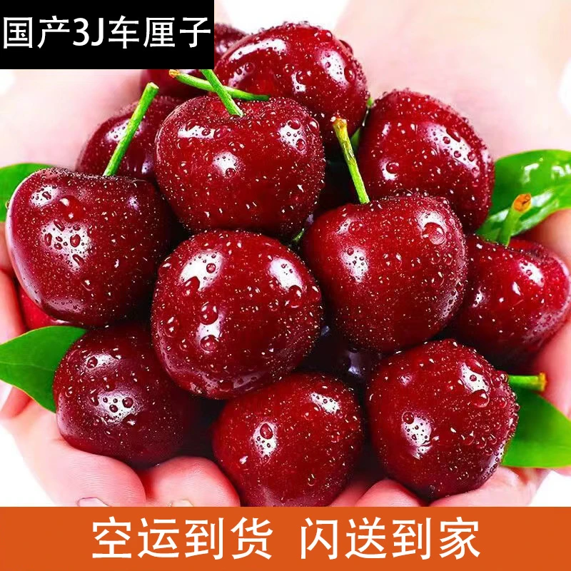 3J车厘子樱桃 现摘新鲜水果 空运直达同城闪送当日达 有礼盒装