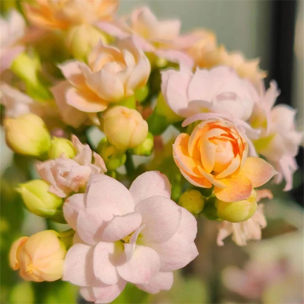 【玉色  11cm盆】重瓣大花