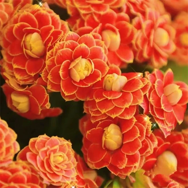 【11cm盆大合集】重瓣长寿花