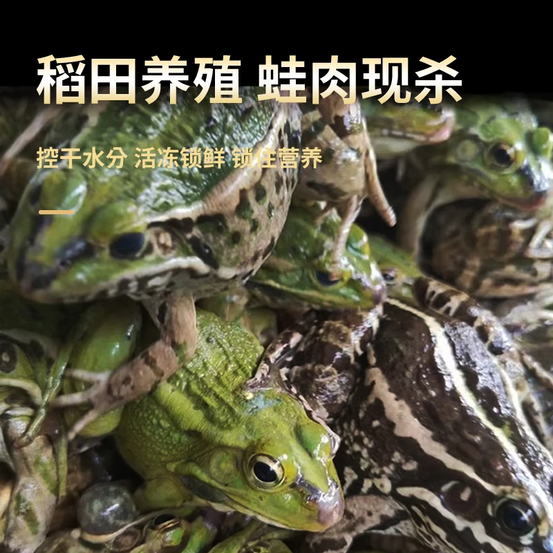 【顺丰包邮】稻田散养新鲜青蛙肉活体田鸡现抓保鲜非牛蛙烧烤火锅