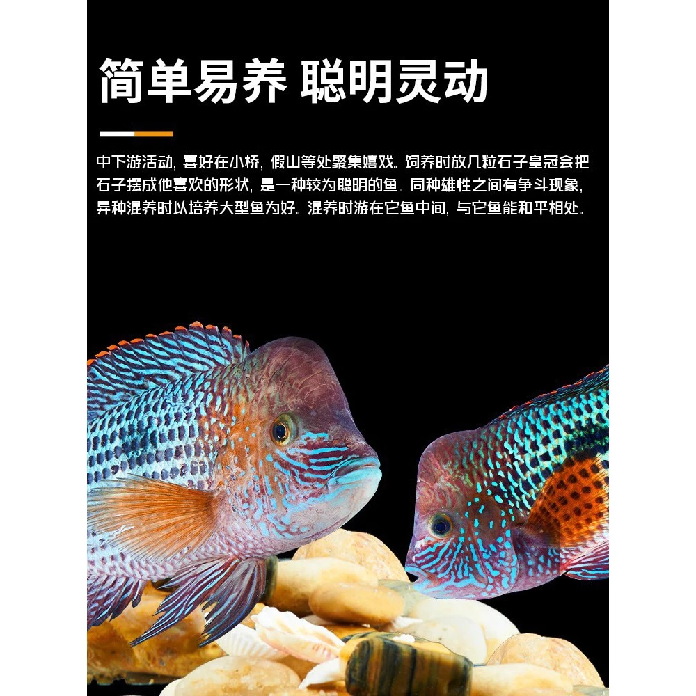 鱼缸红尾皇冠鱼活体玉面皇冠鱼起头活鱼蓝面财神中大型热带观赏鱼
