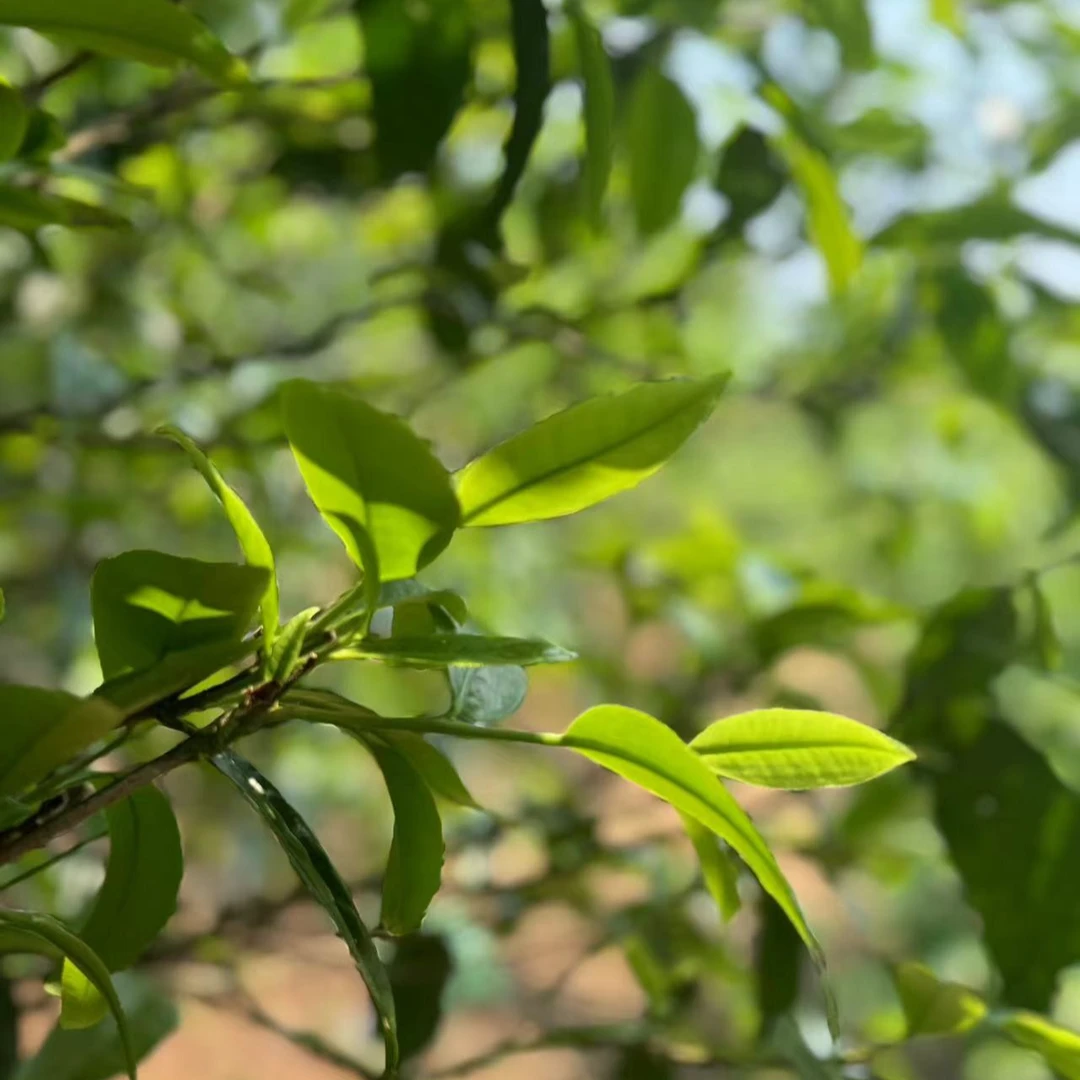 【支书分享】2024年【荒野茶】古树生茶100克饼#06.19{1饼}