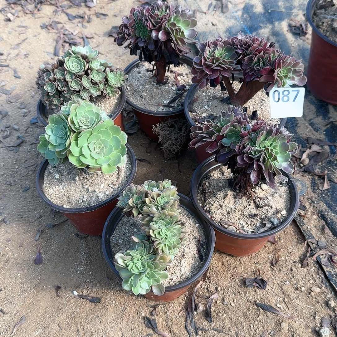 余****?087玫瑰欧紫万有伤共6颗