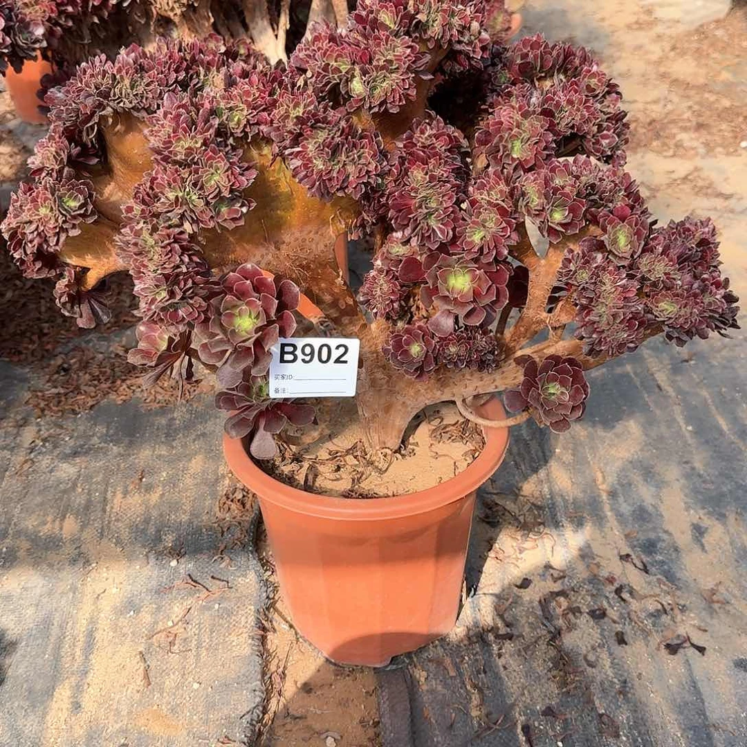 902欧紫一颗呀呀了