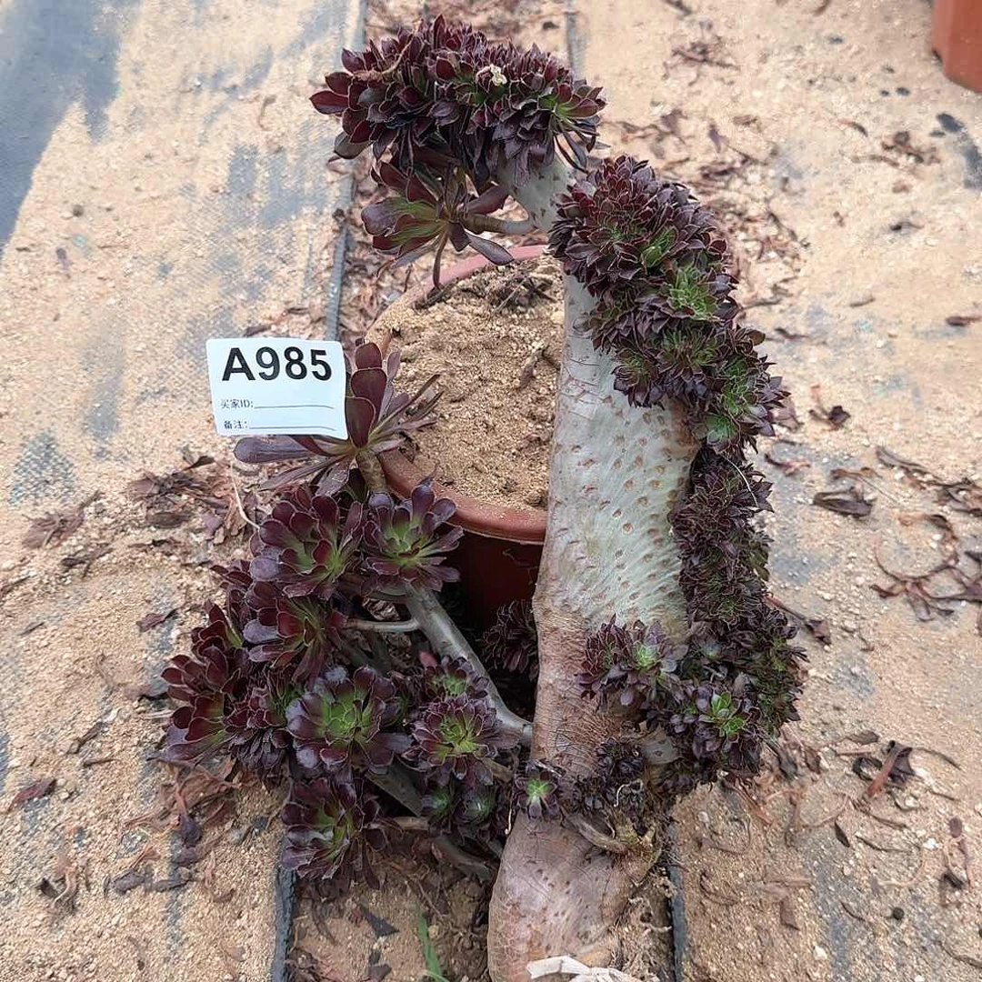 985黑法师有伤一颗