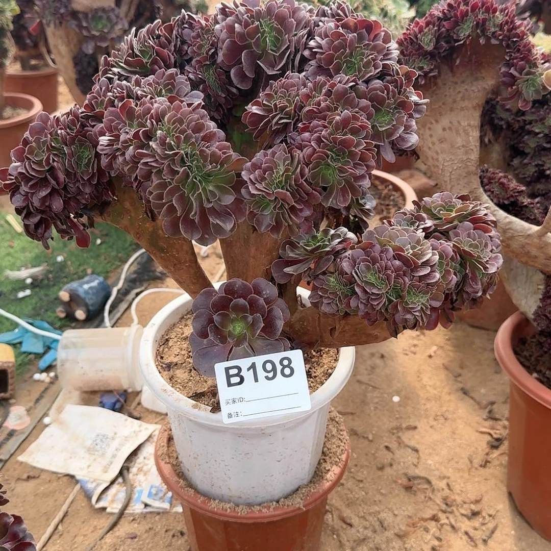 欧紫一颗呀呀198