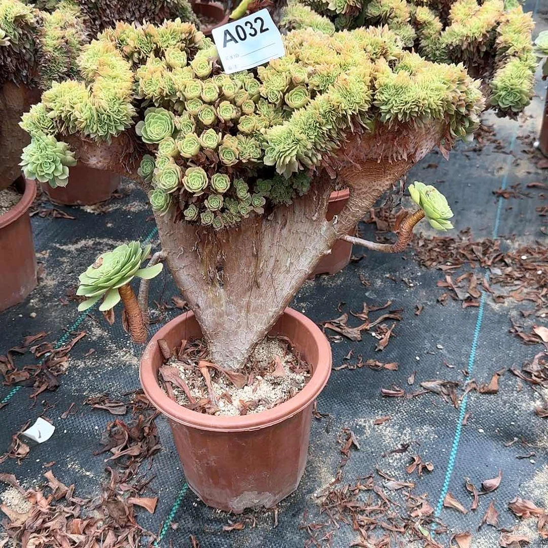 032万缀朵朵，飘枝不包