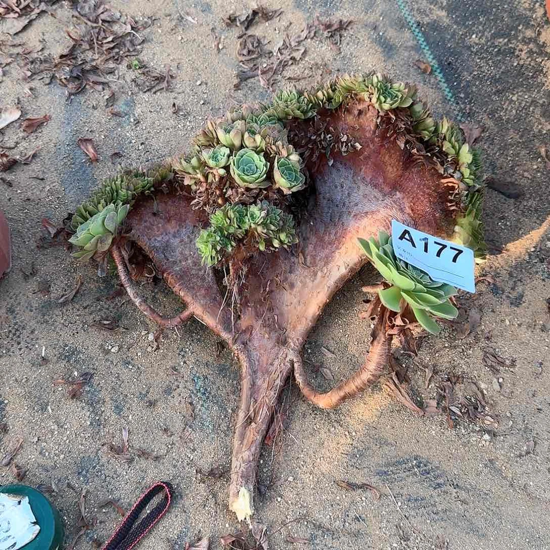 177万缀砍头一个