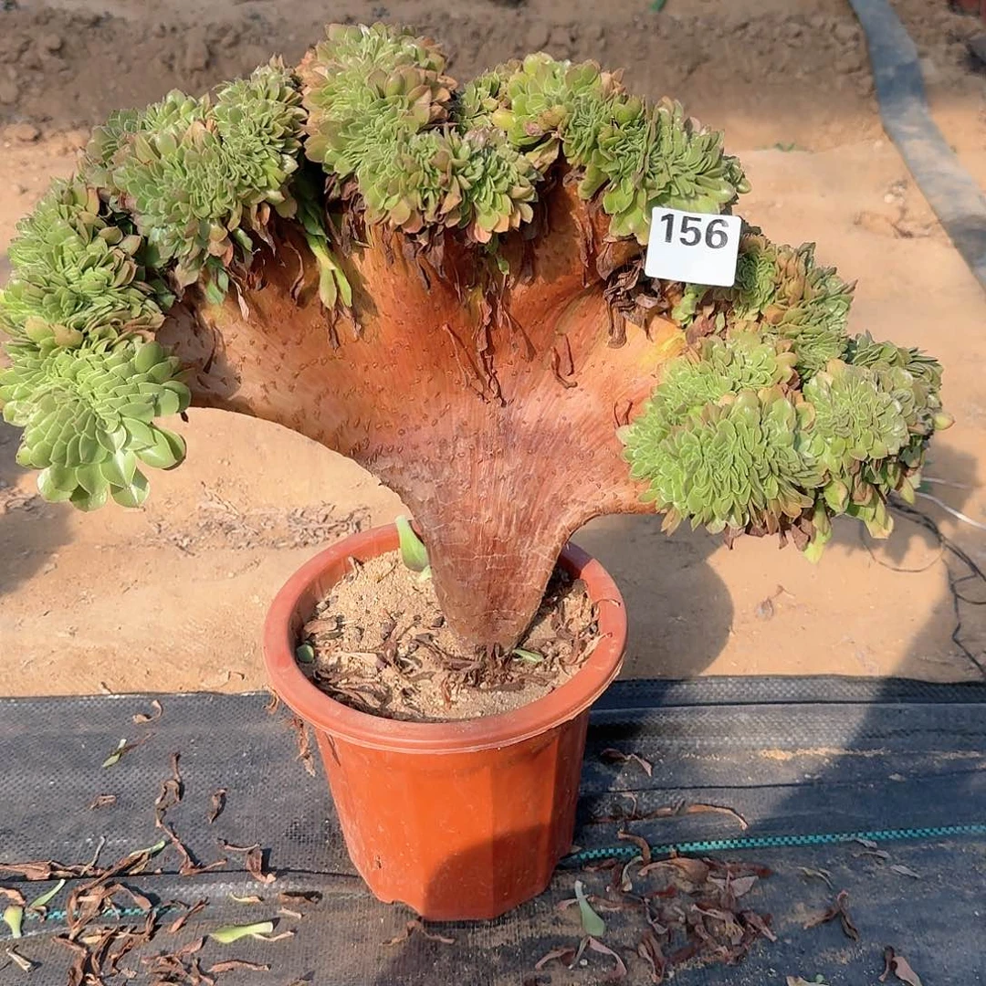 156万缀一颗呀呀