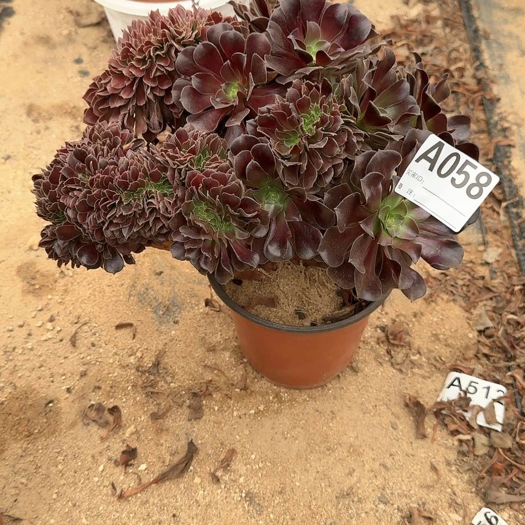 058欧紫朵朵一颗呀呀