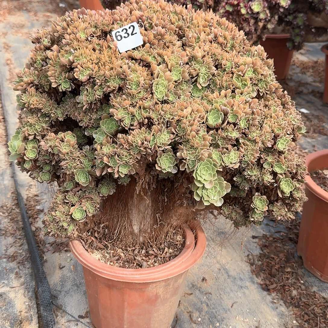 632玫瑰一颗呀呀