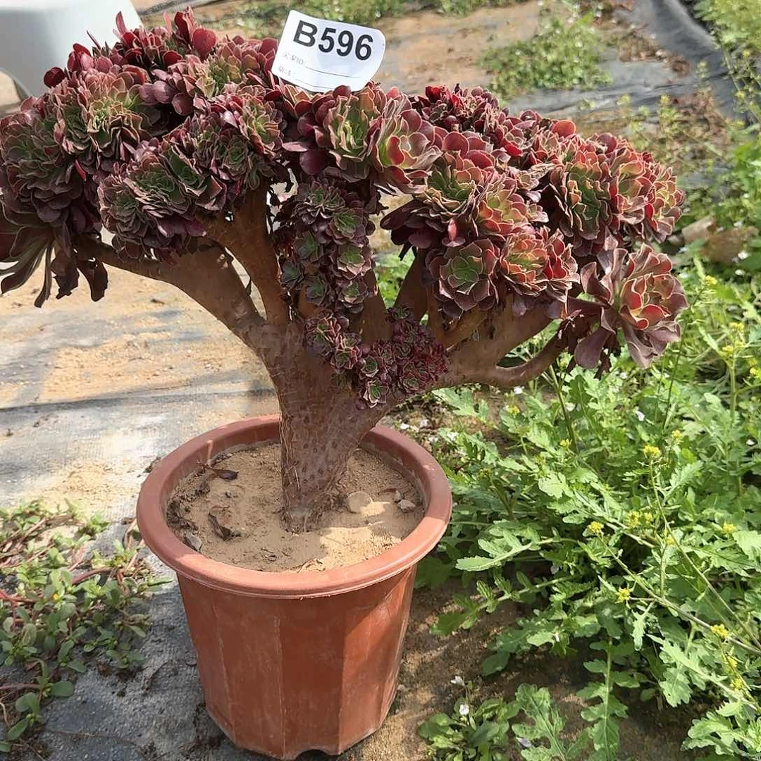 596欧紫一颗呀呀微瑕有飘枝伤