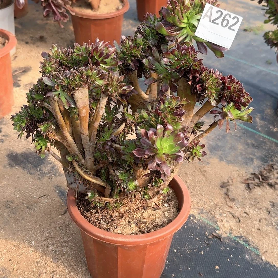 262黑法师一颗有伤