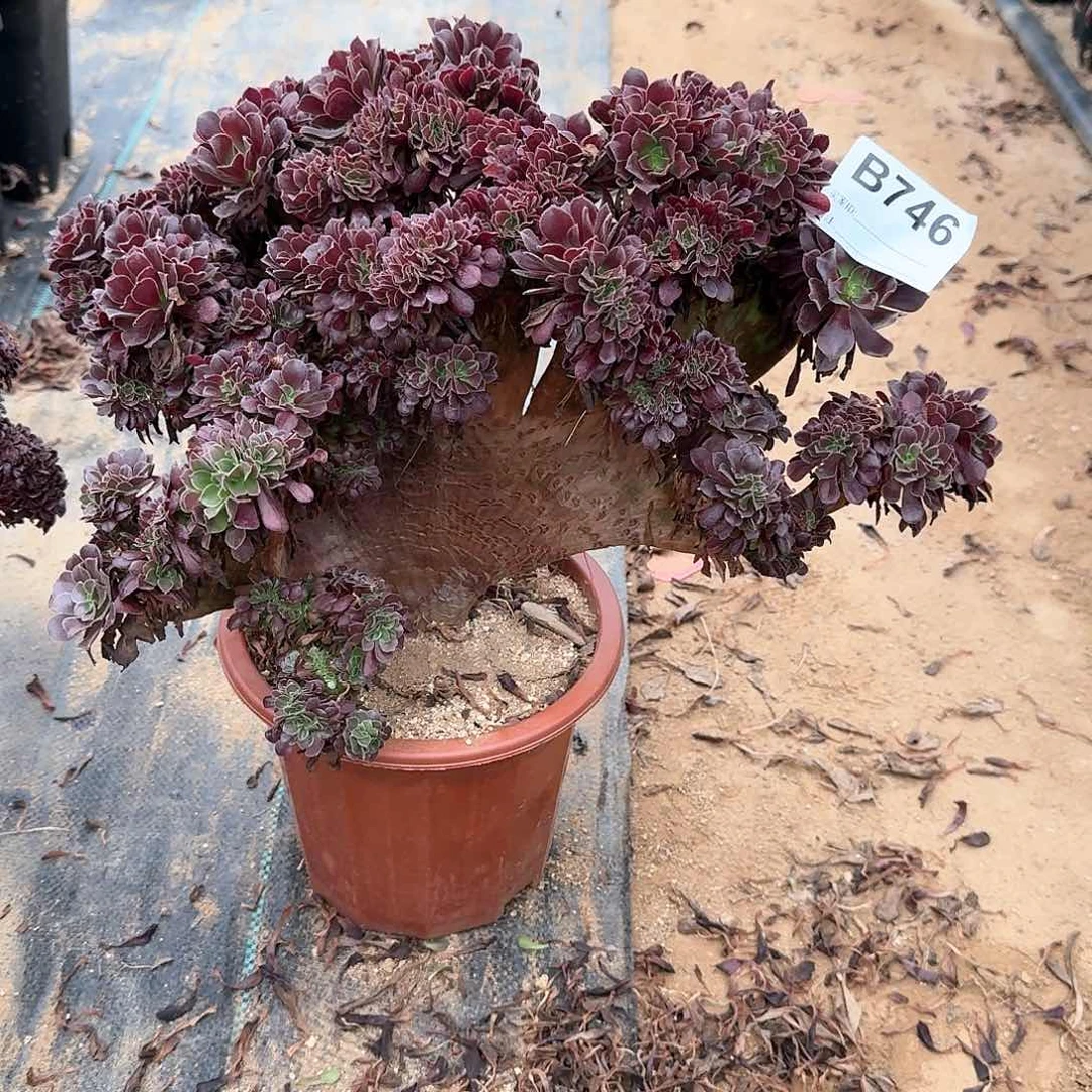 746欧紫朵朵一颗呀呀