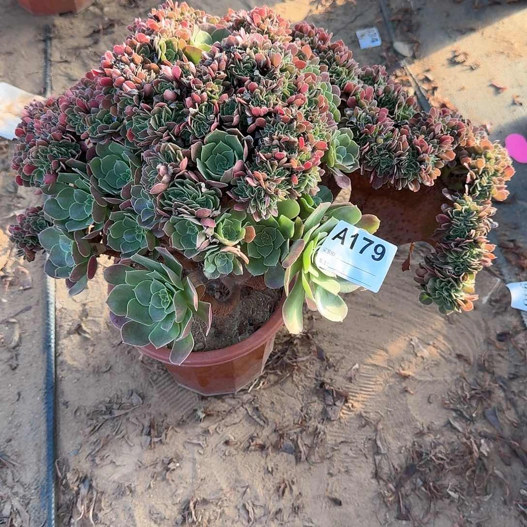 179火玫瑰微瑕一颗