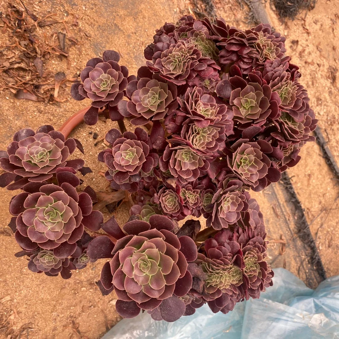 欧紫玫瑰万圣节法师价格表