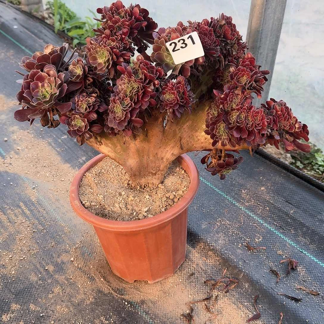 231欧紫叶子有晒伤