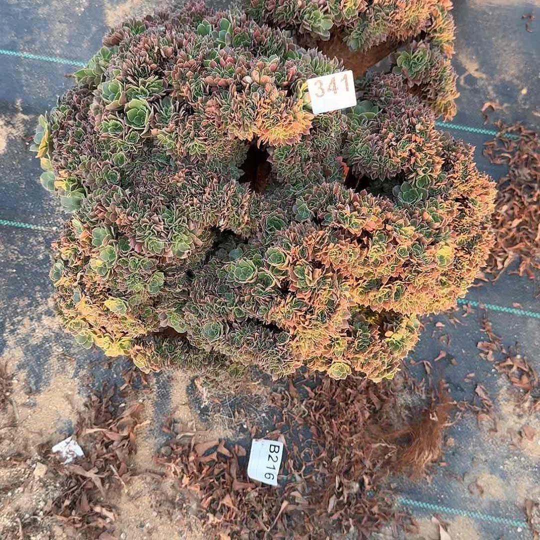 341玫瑰朵朵有伤一颗呀呀