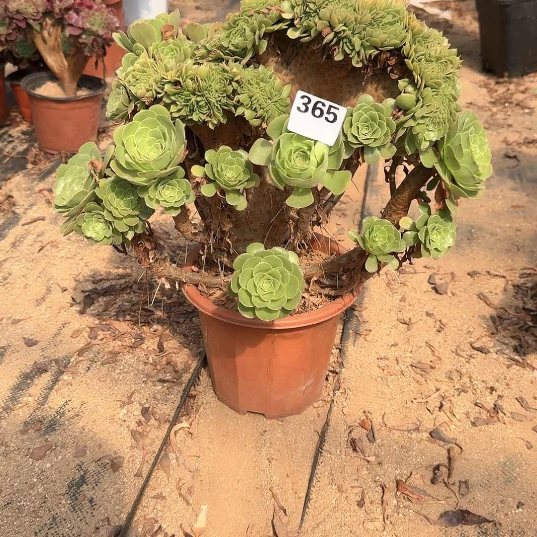 365绿羊绒朵朵一颗呀呀