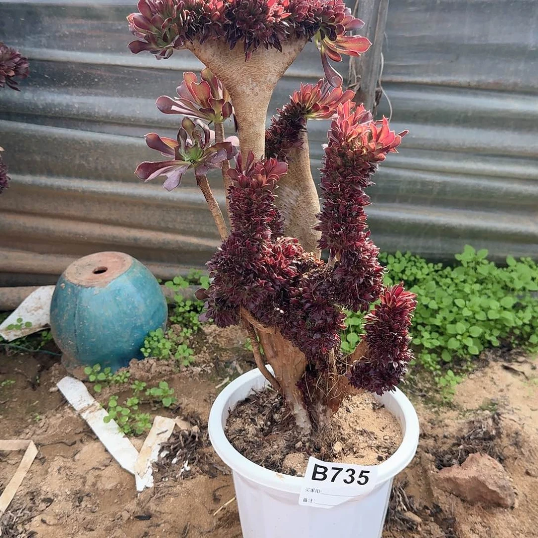 735黑法师一颗呀呀