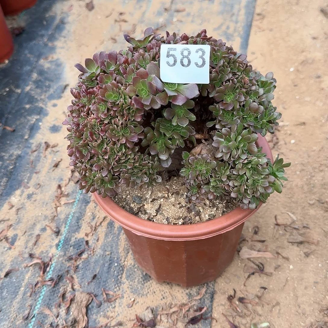 583玫瑰朵朵有伤一颗根不多