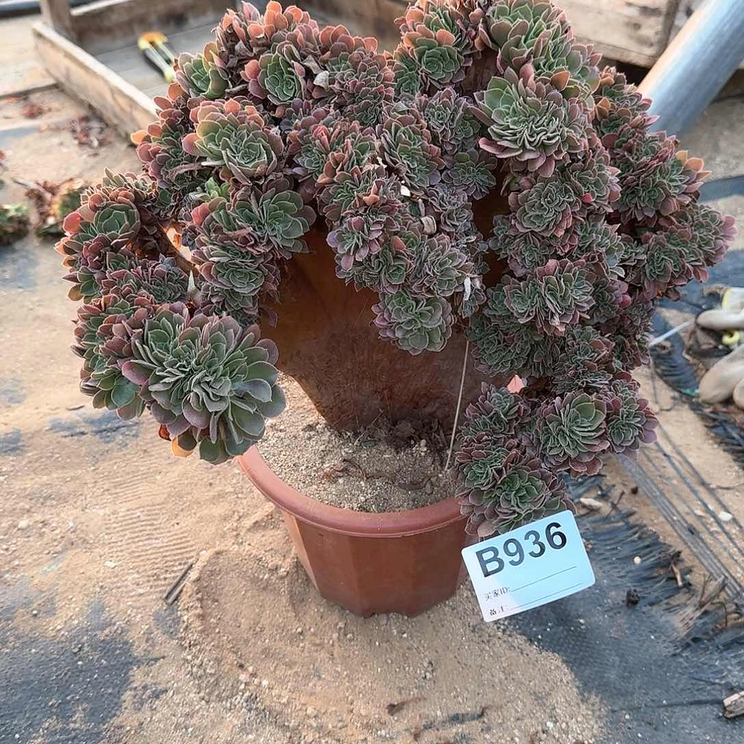 936玫瑰有伤一颗呀呀