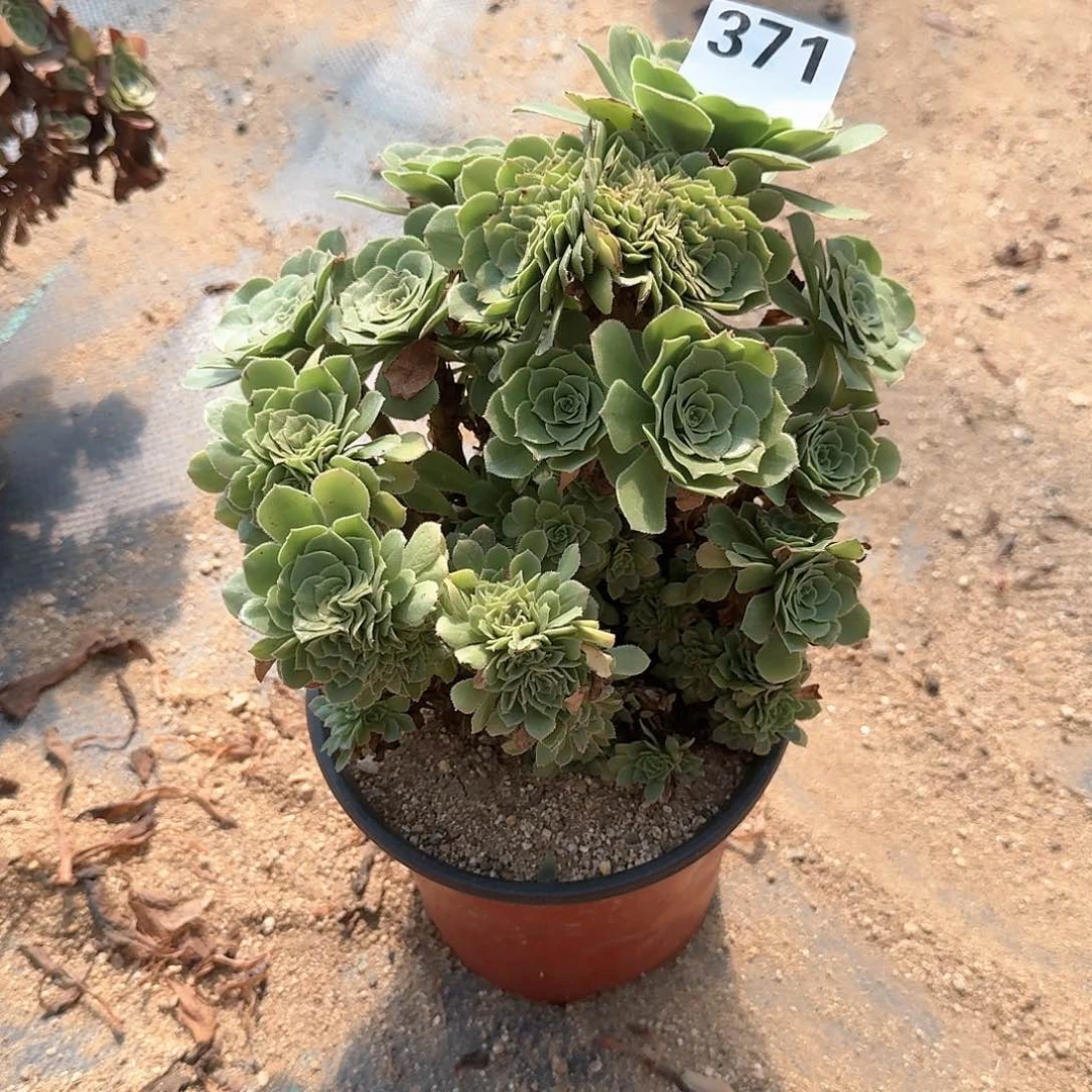 371绿羊绒有伤满28包邮