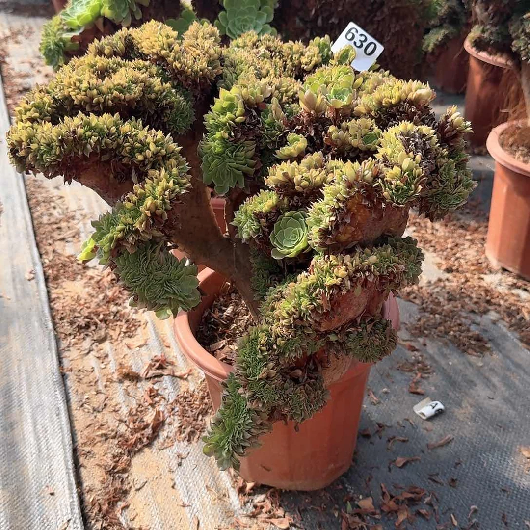 630万缀有大伤一颗呀