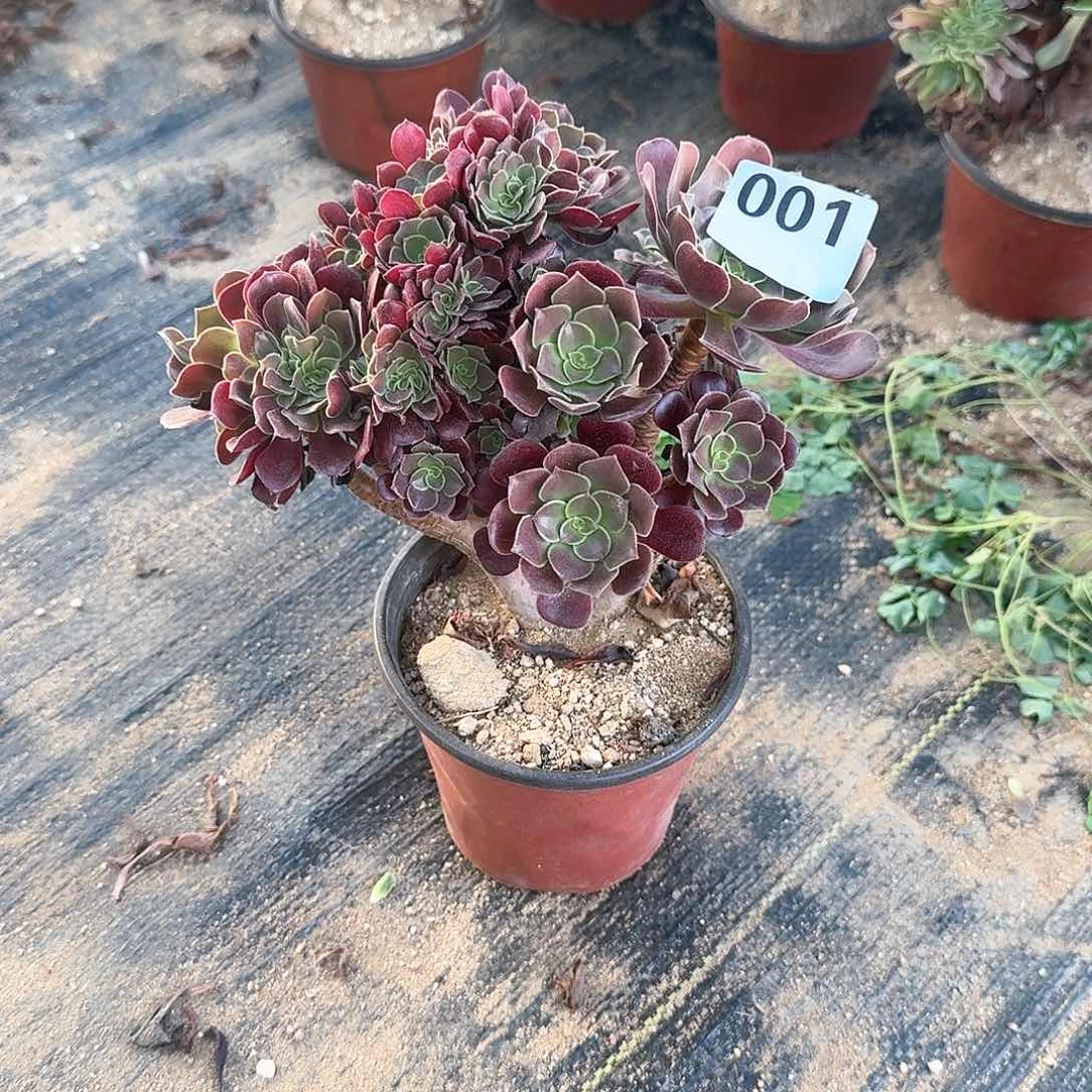 芒****淋001欧紫朵朵一颗呀