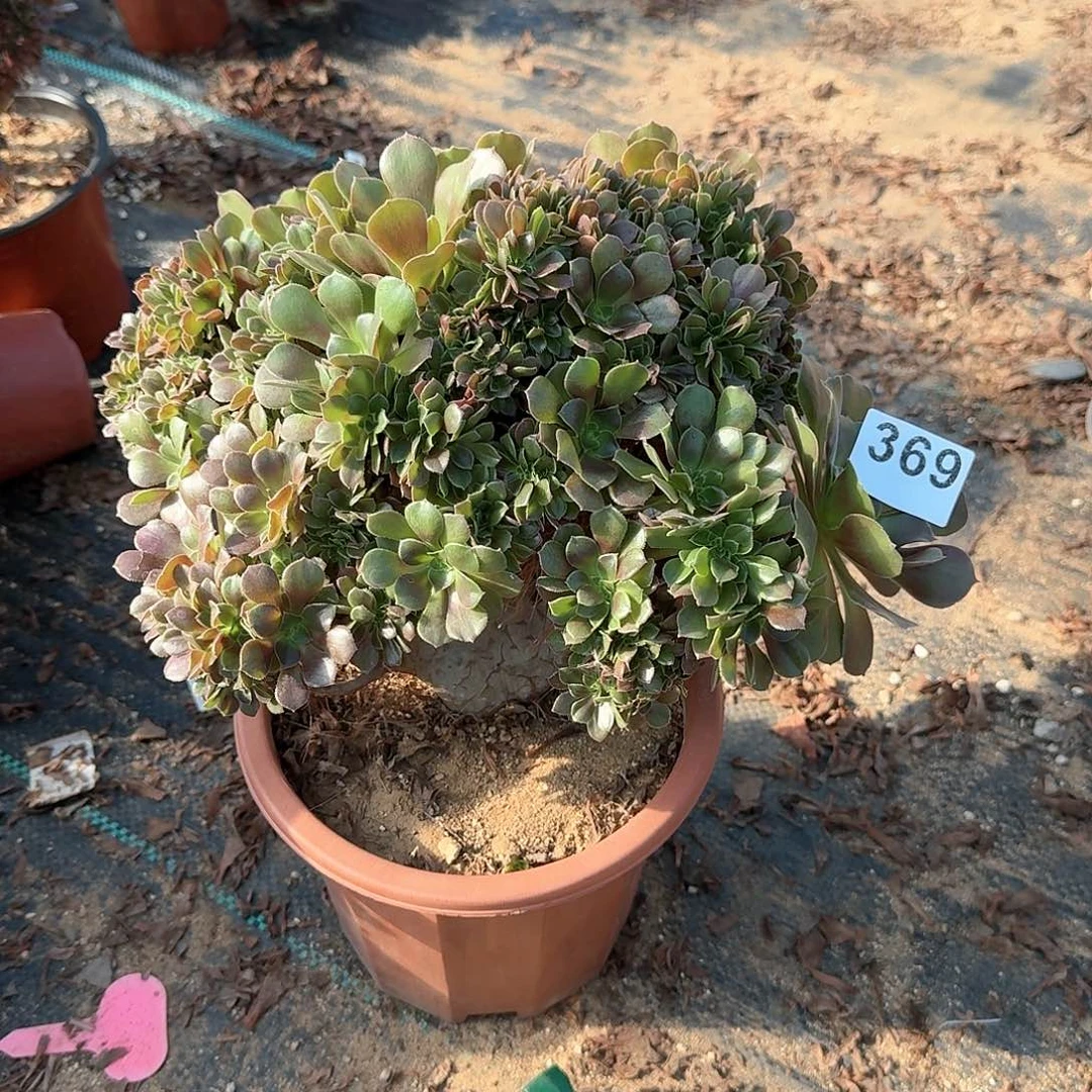 369玫瑰一颗呀呀