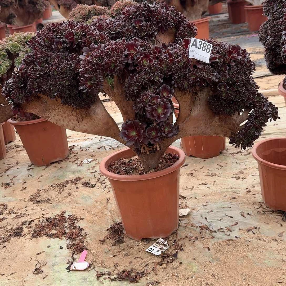 388欧紫朵朵一颗呀呀