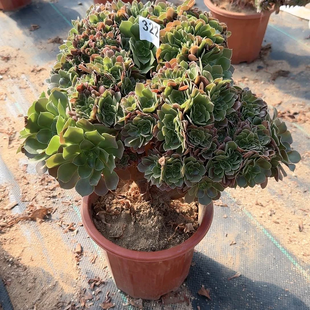 322玫瑰一颗呀呀