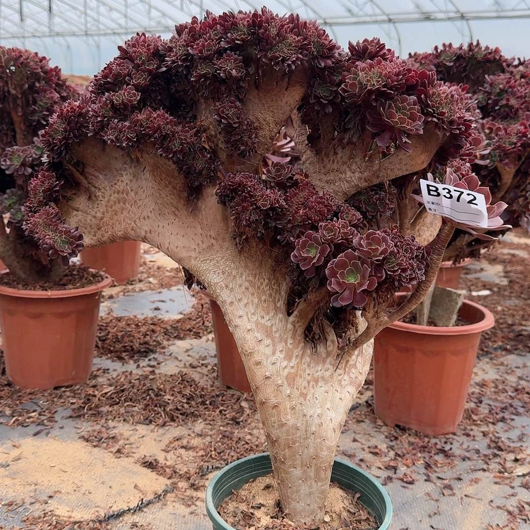 372欧紫一颗呀呀