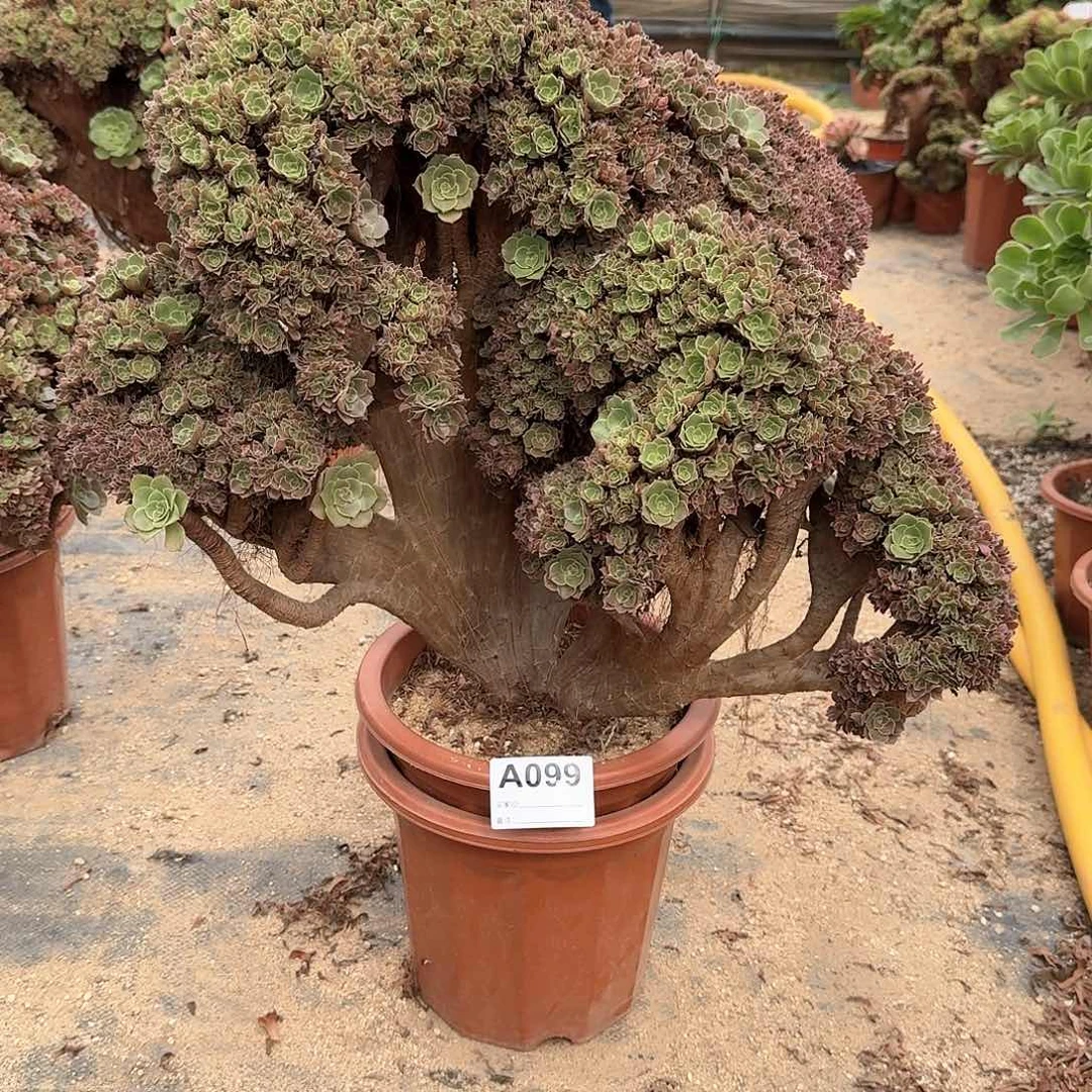 099玫瑰朵朵一颗呀呀