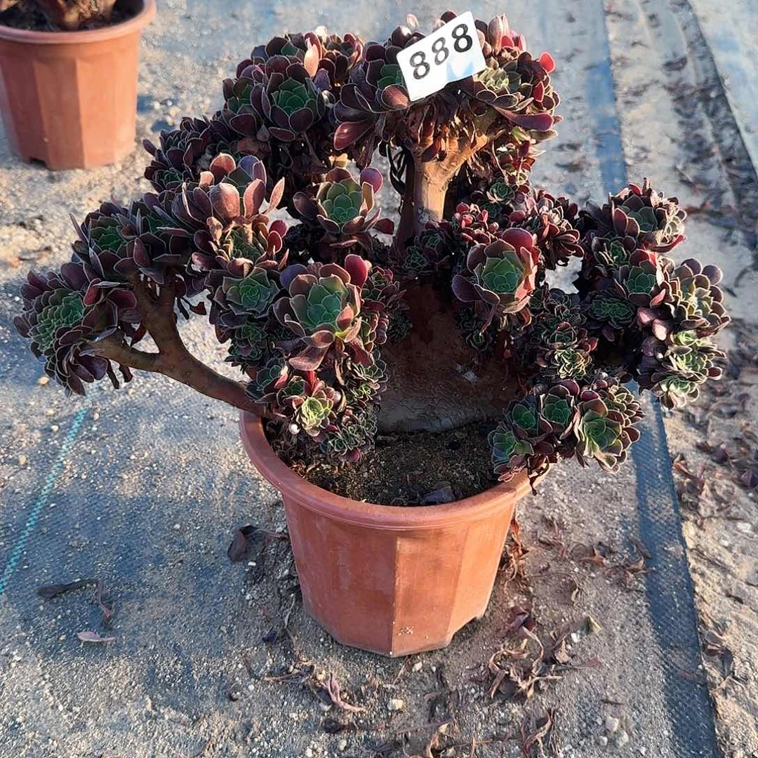 888欧紫一颗呀呀