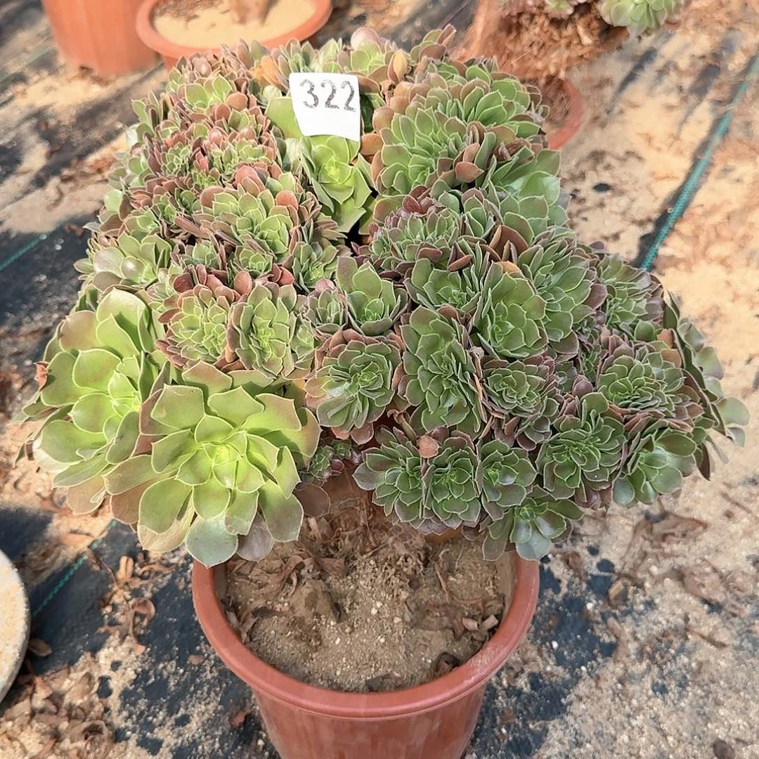 322玫瑰一颗呀呀