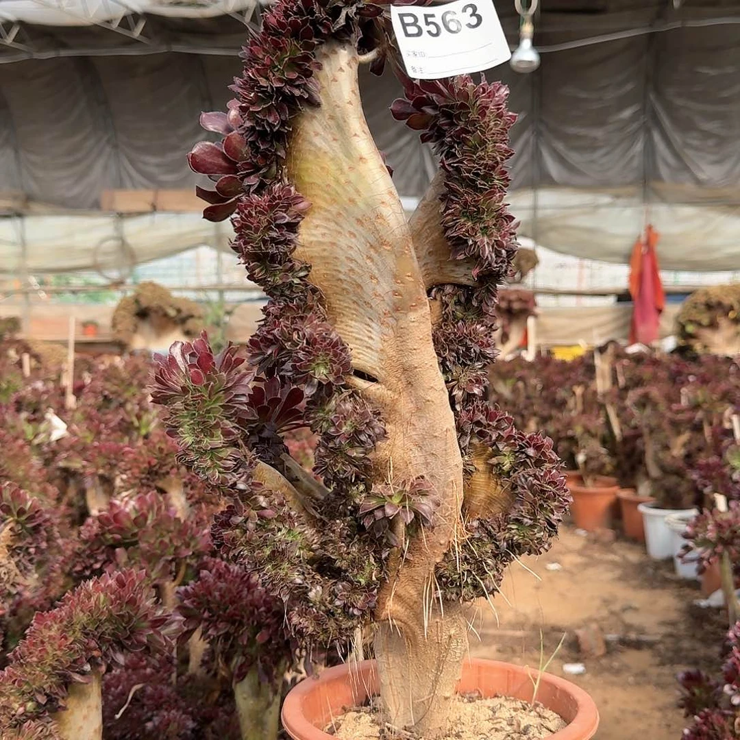 563黑法师有叶子伤