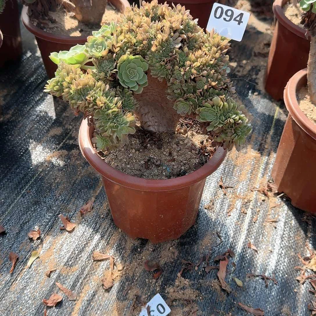 若*094万缀朵朵一颗呀呀