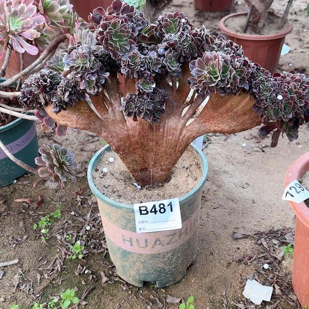 481欧紫一颗呀呀