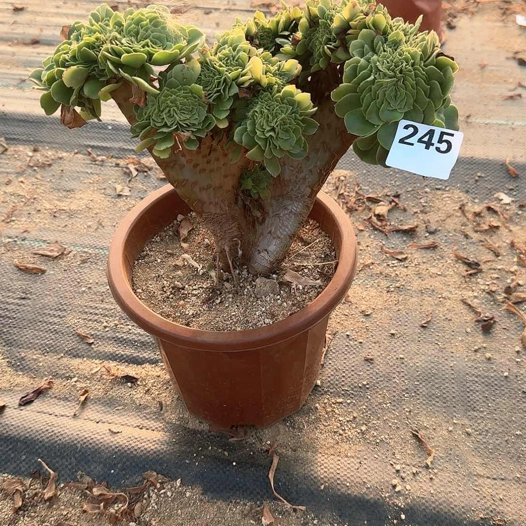 繁*245绿羊绒一颗呀呀