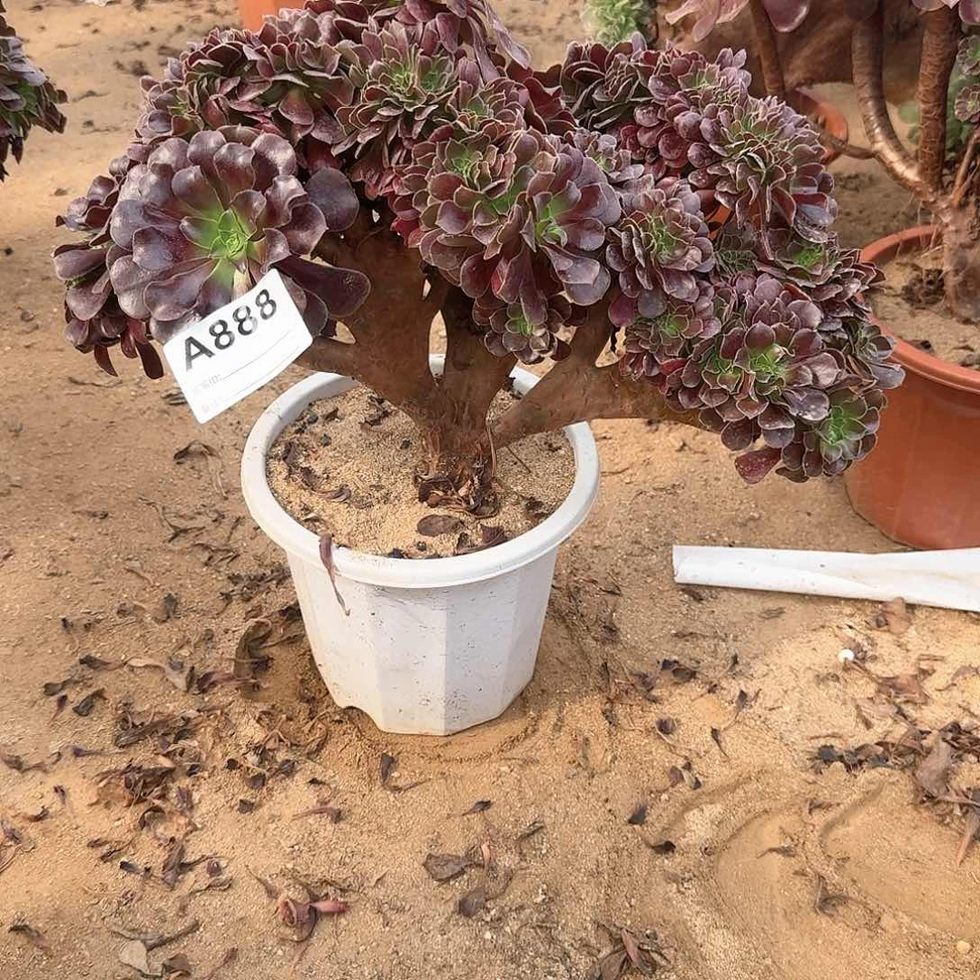 888欧紫一颗呀呀