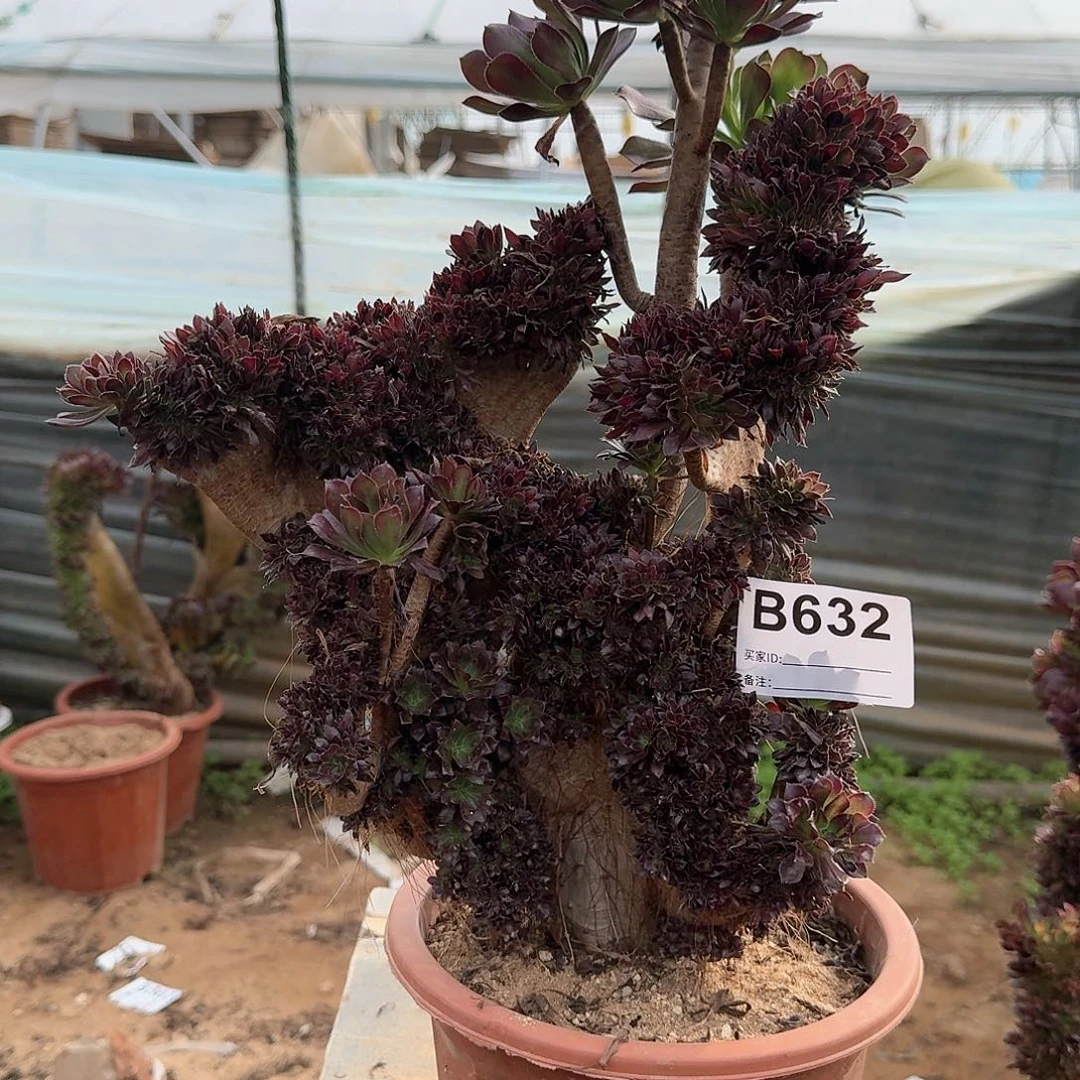 632黑法师一颗呀呀