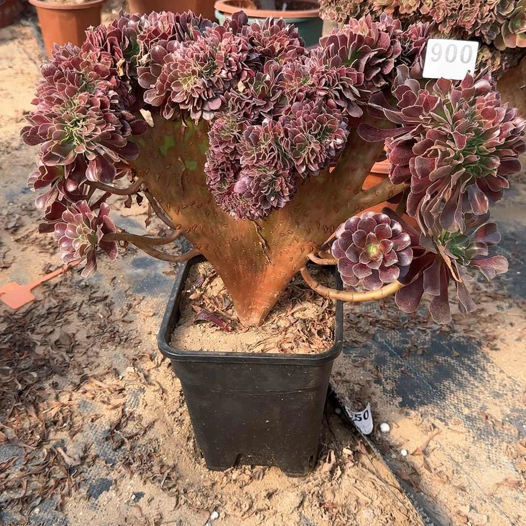 900欧紫一颗呀呀