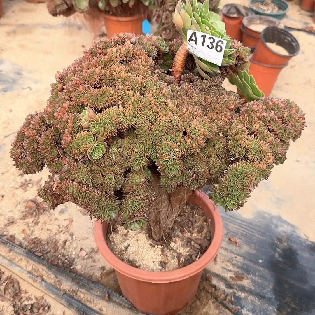 136万缀一颗呀呀