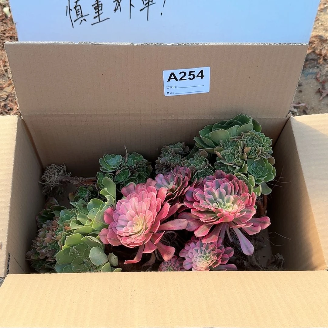 254有伤不包售后