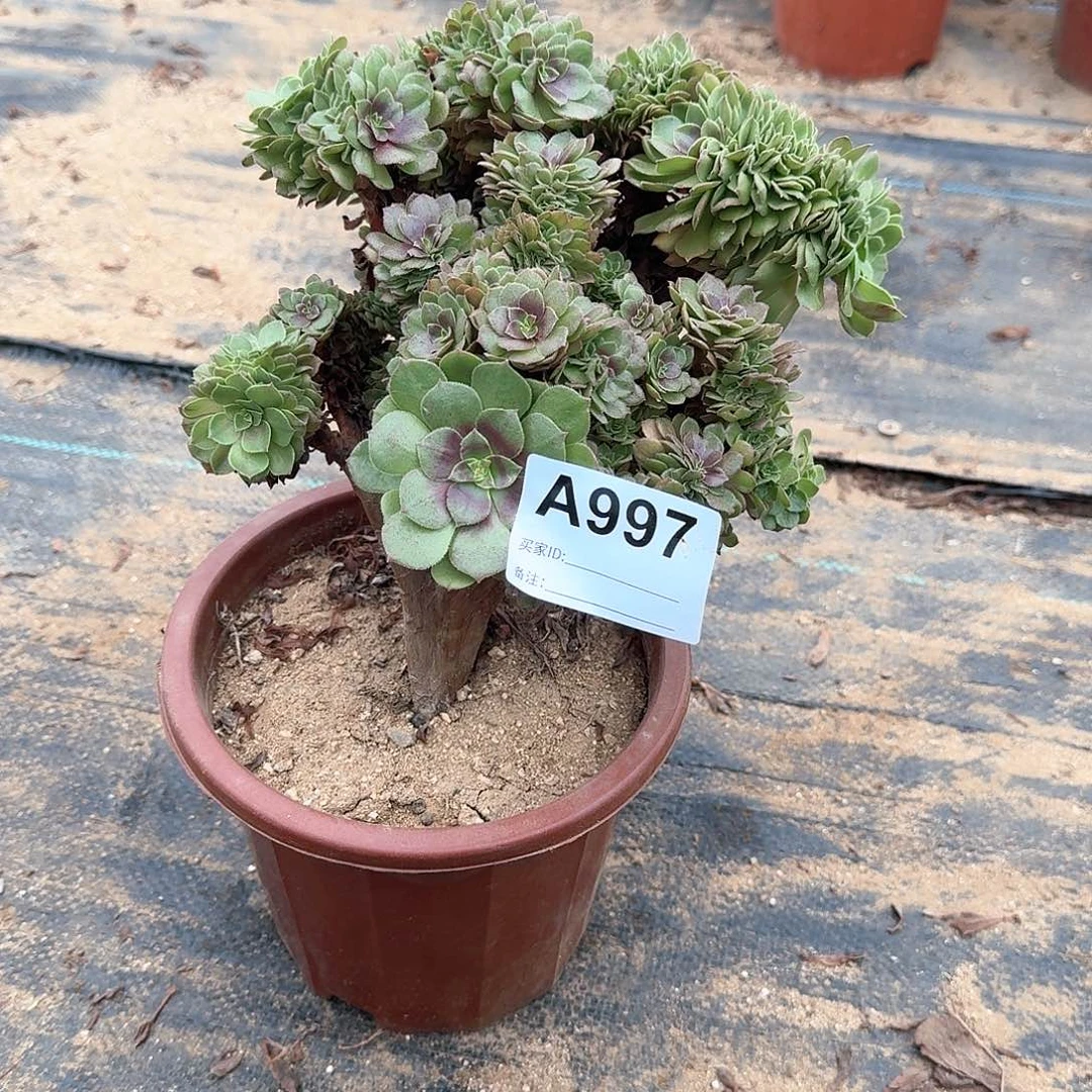 997万缀朵朵一颗呀呀