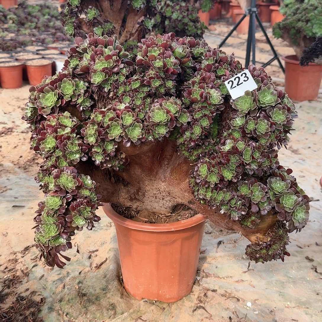 223欧缀一颗朵朵缀